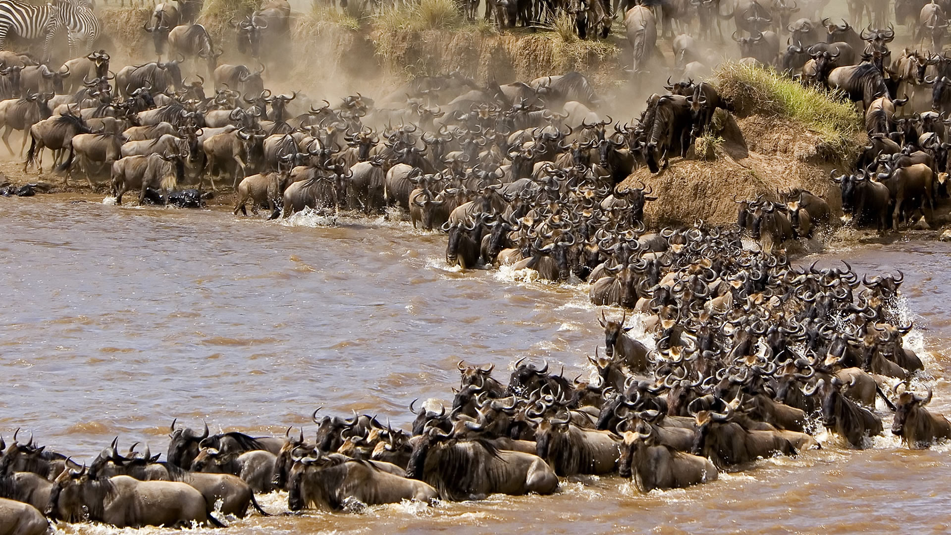 1-Day Masai Mara Fly-In Safari