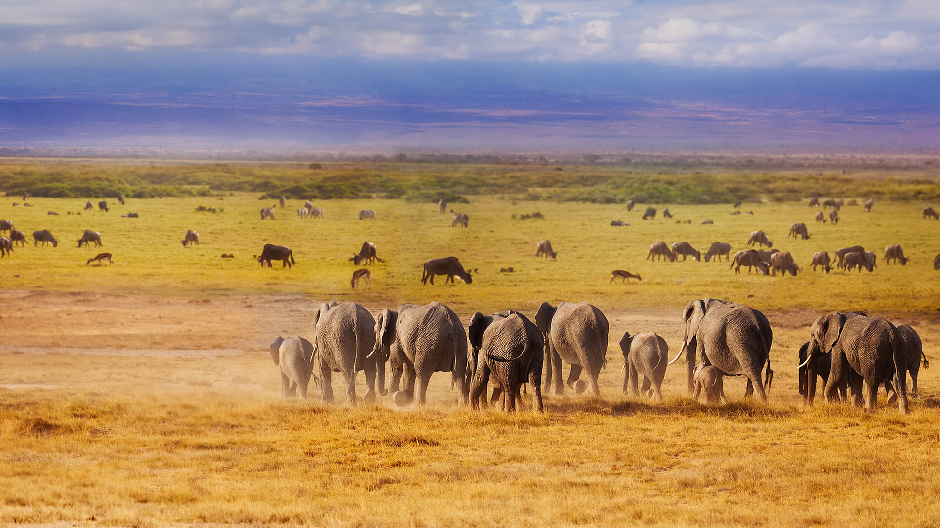 3-Day Amboseli Fly-In Safari