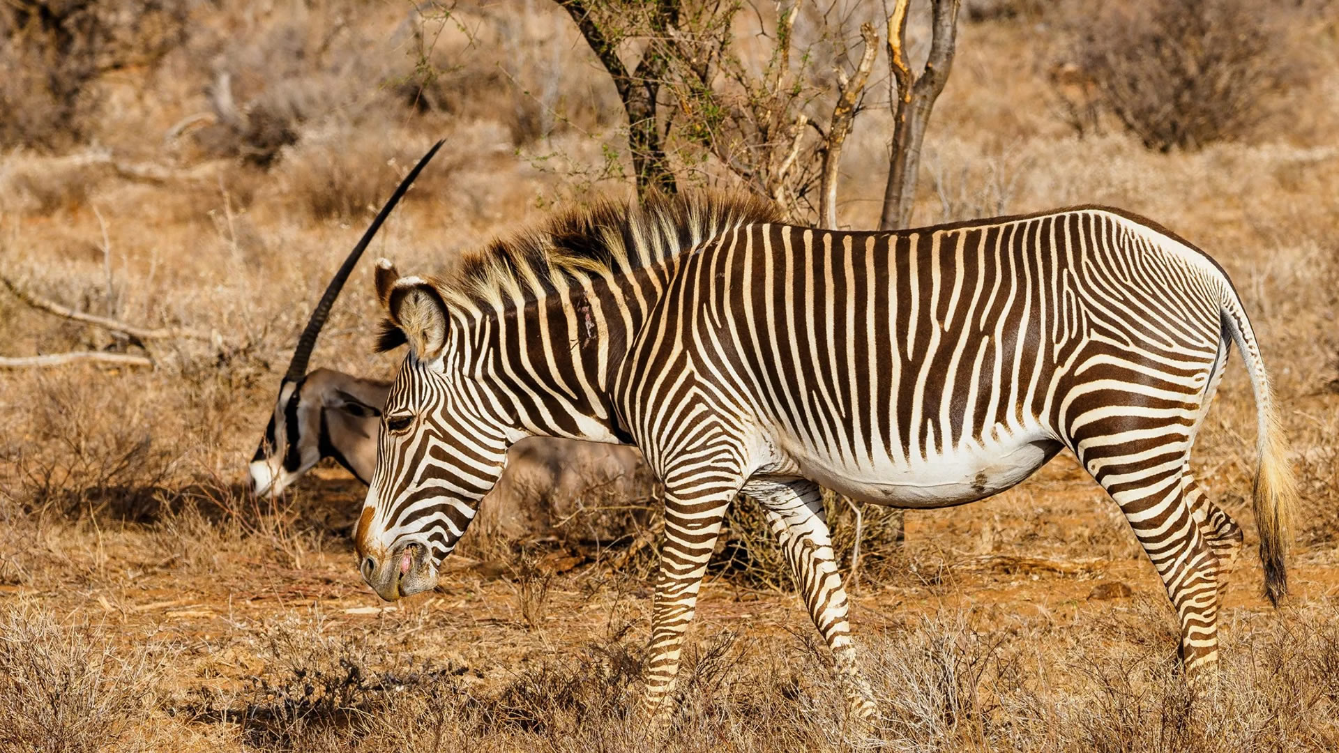 3-Day Samburu Flying Safari