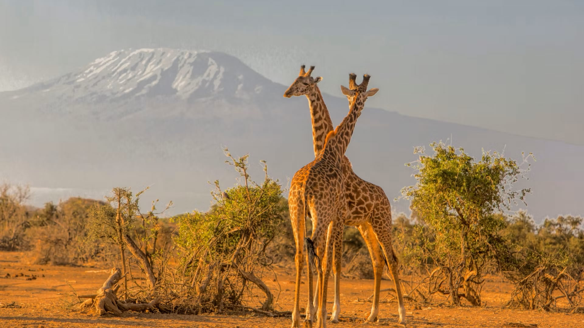 6-Day Amboseli & Masai Mara Fly-In Safari